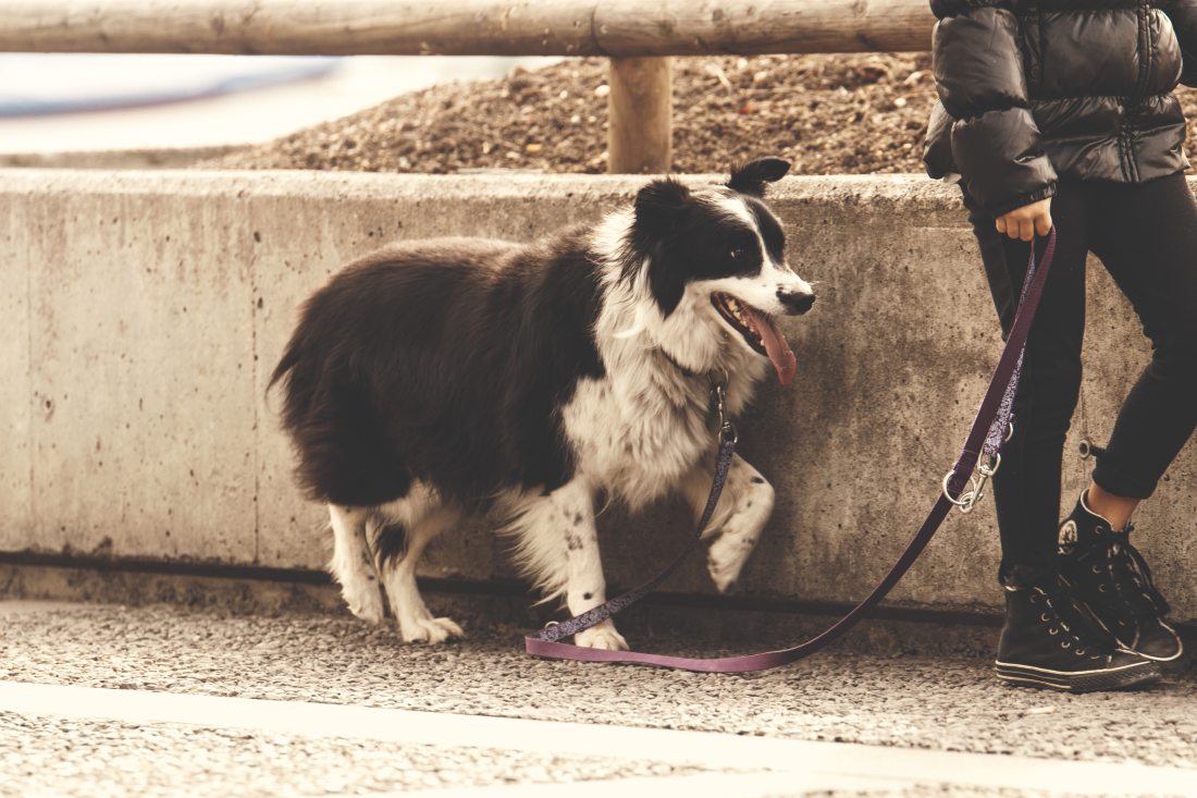 Walking the dog is one of five alternatives to